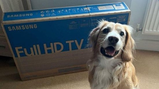 O cachorro encontrou a carne podre dentro da caixa da televisão - Reprodução/Mirror