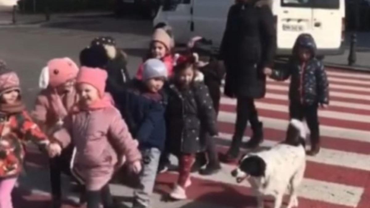 Cachorro “guarda de trânsito” impressiona ao ajudar crianças atravessar a rua - Reprodução/Youtube