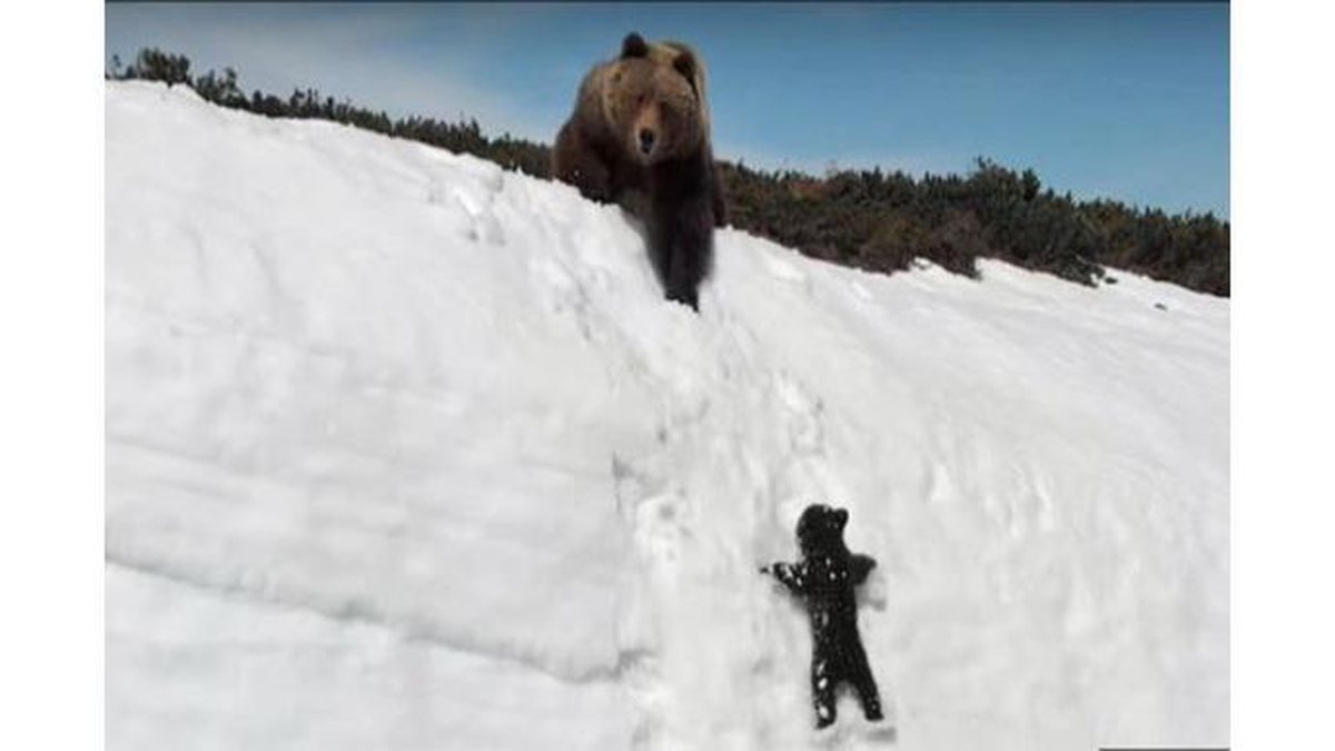Imagem Mãe é mãe! Ursa é filmada parando o trânsito para tirar filhotes do meio da estrada