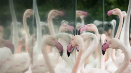 Flamingos são atacados por onças no Parque da Aves - Reprodução / G1