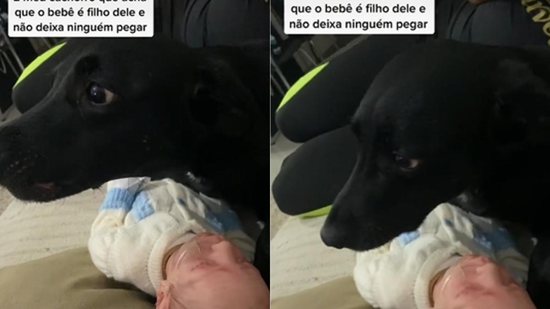 Vídeo: Cachorro acha que “bebê” é filho dele e não deixa ninguém pegar - Reprodução/TikTok