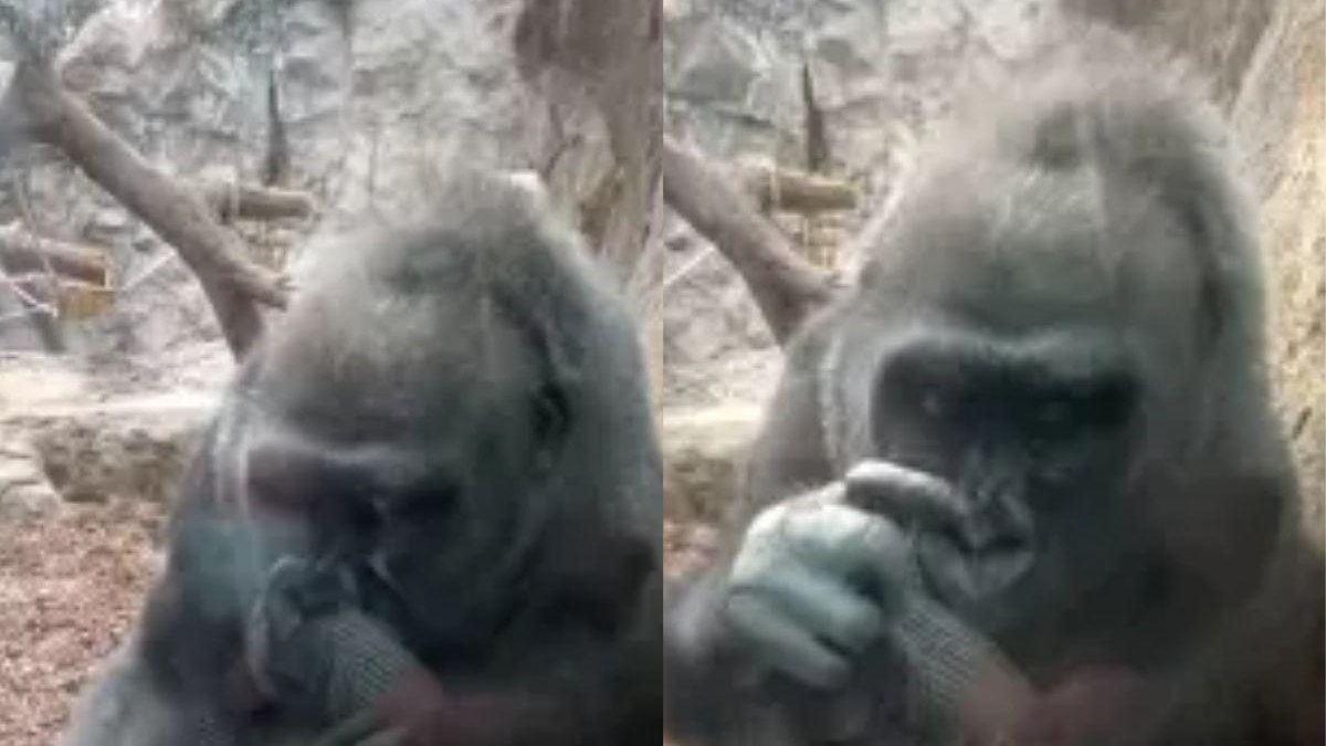 A gorila interagiu com o recém-nascido por trás do vidro - Reprodução/ Youtube