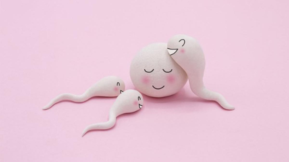 Para o esperma ejaculado migrar até a vagina e alcançar o óvulo no interior das tubas, o espermatozóide deve ter integridade e capacidade - iStock