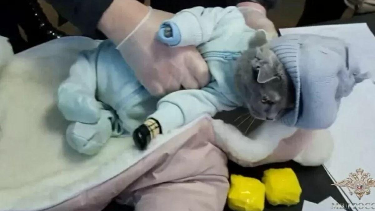 Ela foi presa com um gato vestido de bebê - Reprodução/Ministério do Interior da Rússia