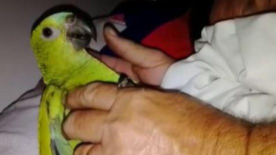 Após 11 anos com o papagaio a família finalmente ganha guarda do animal - Reprodução/G1