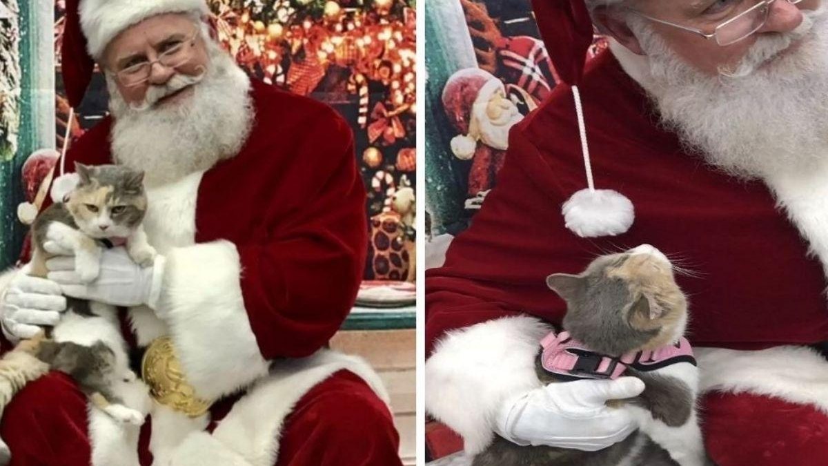 A gata ficou apaixonada pelo Papai Noel mesmo parecendo mal-humorada - Reprodução/TikTok