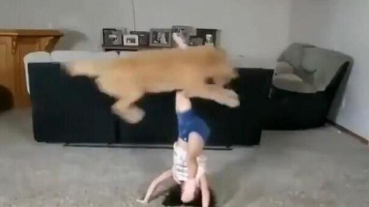A internet amou o vídeo da menina e seu cão - reprodução / Twitter