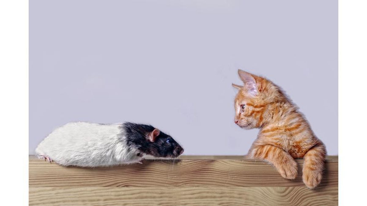 Vídeo de gato e rato surpreende internautas - Getty Images