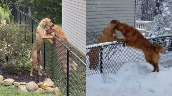 Os cachorros viraram melhores amigos mas a neve atrapalhou eles - Reprodução/The Dodo