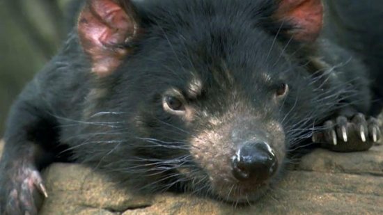 Filhotes de diabo-da-tasmânia nasceram na última terça-feira - Reprodução Globo Natureza