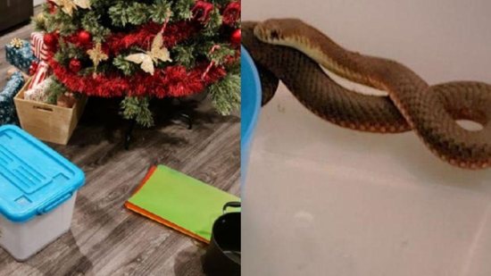 A cobra apareceu embaixo da árvore de Natal da família - Reprodução Facebook