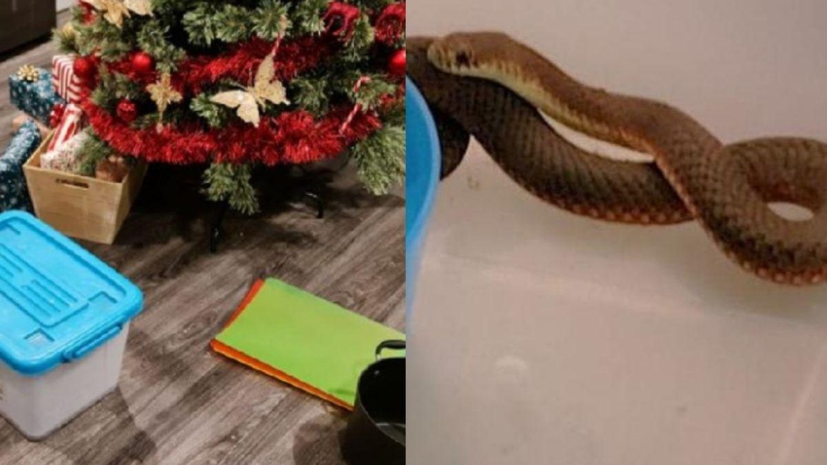 A cobra apareceu embaixo da árvore de Natal da família - Reprodução Facebook
