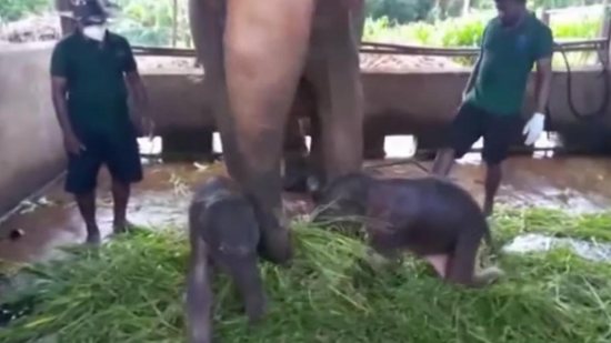 Um dos elefantes gêmeos - Reprodução / Youtube