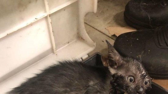 O gato foi resgatado pela ONG e está sendo cuidado - Reprodução/Facebook
