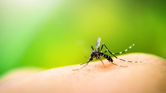 Casos de dengue aumentam 43,9% no Brasil - Getty Images