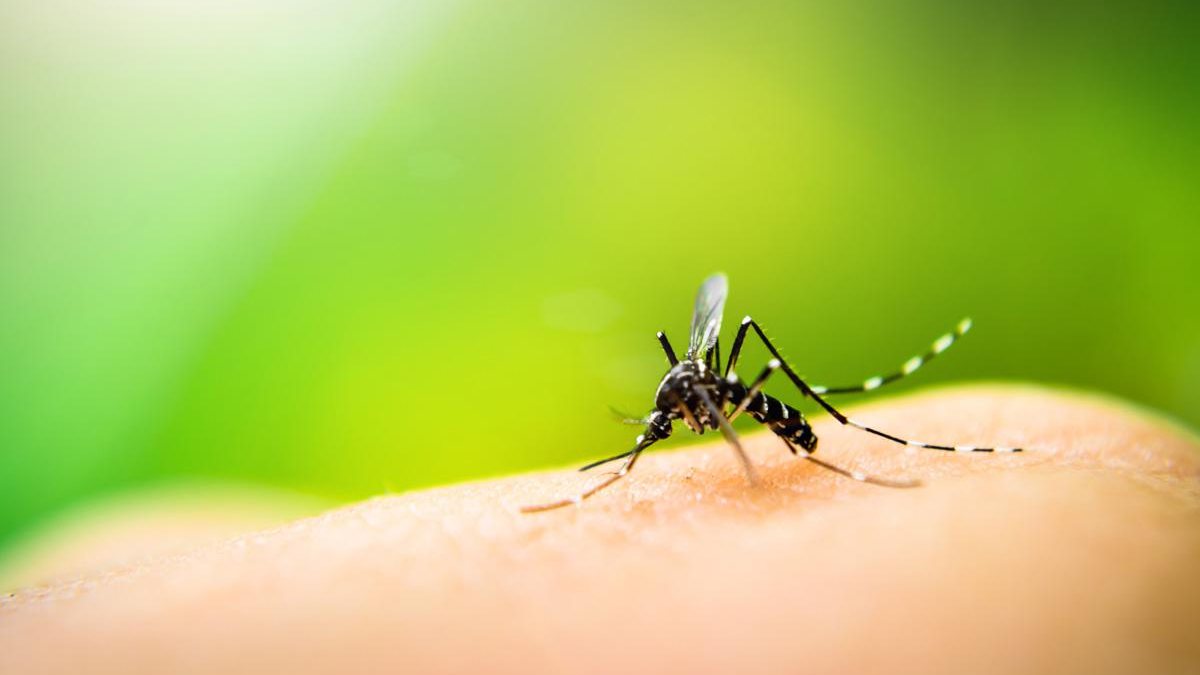 Os casos de dengue estão aumentando - Getty Images
