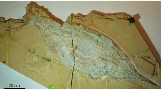 Fóssil de ictiossauro foi descoberto e empolga cientistas - Reprodução/SWNS