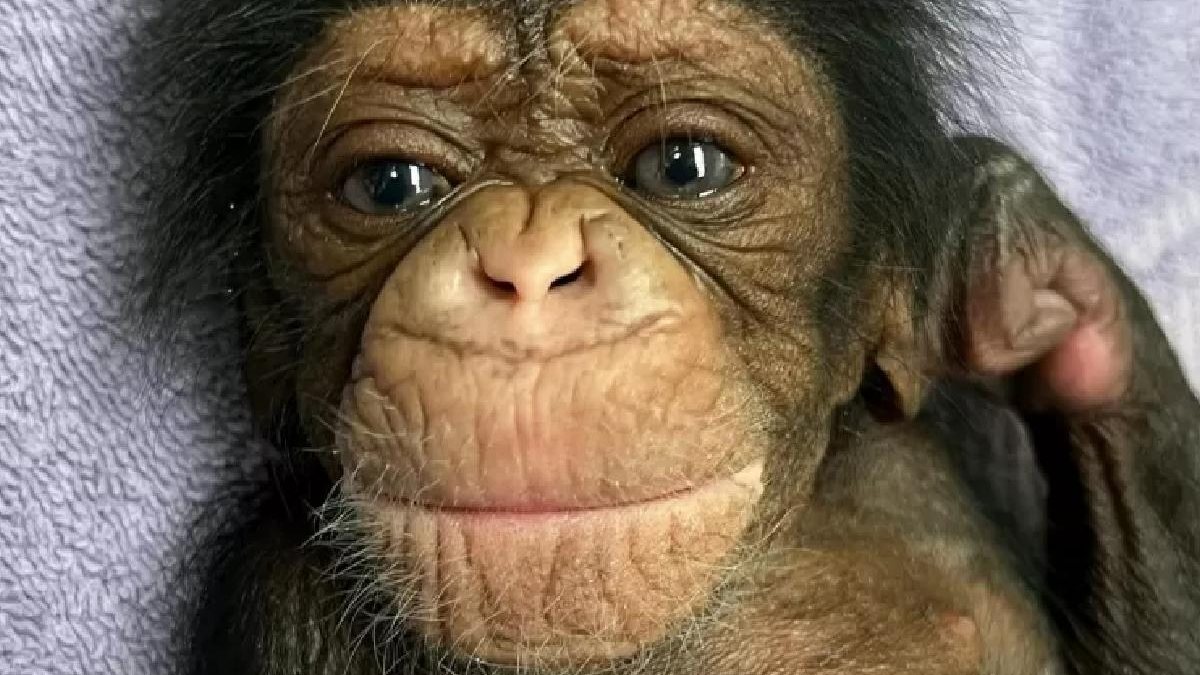 Imagem Após complicações no parto, mãe chimpanzé consegue abraçar filhote pela primeira vez