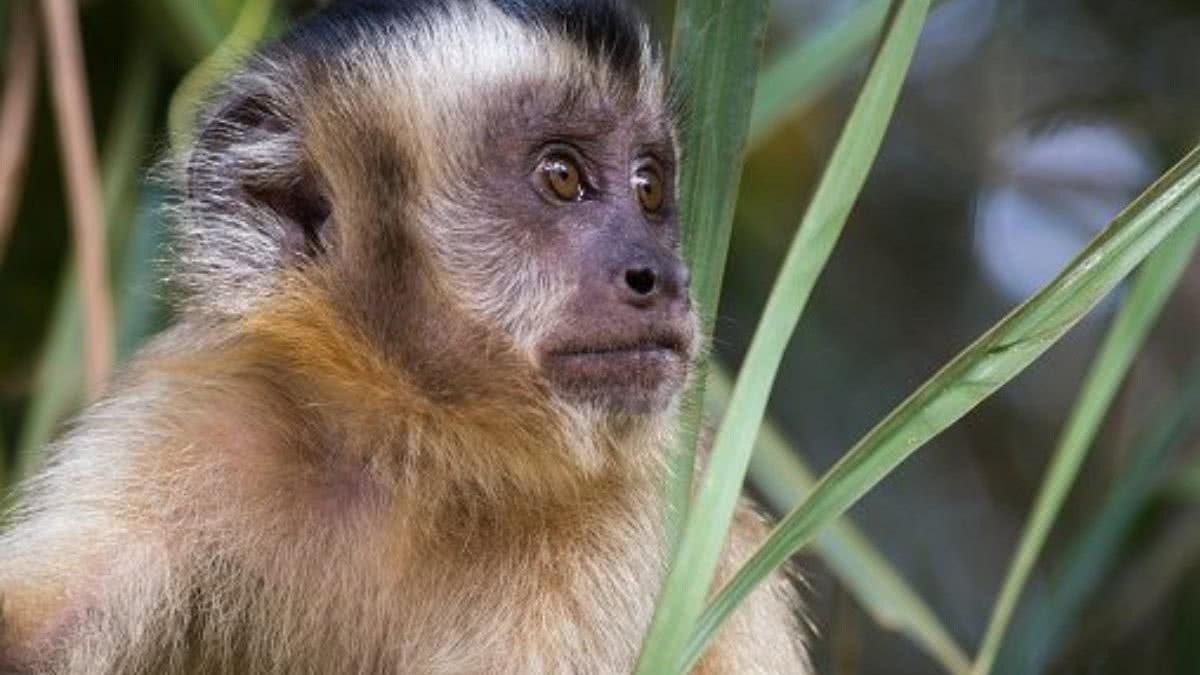 Bebê de 1 mês morre após ser sequestrado por grupo de macacos - Getty Images