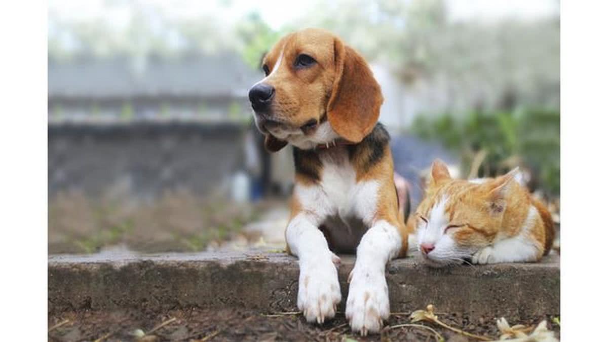 Esses pets fazem parte da família - Getty Images