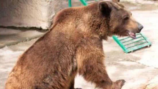 Mãe arremessa criança em jaula de urso - Reprodução/ Instagram