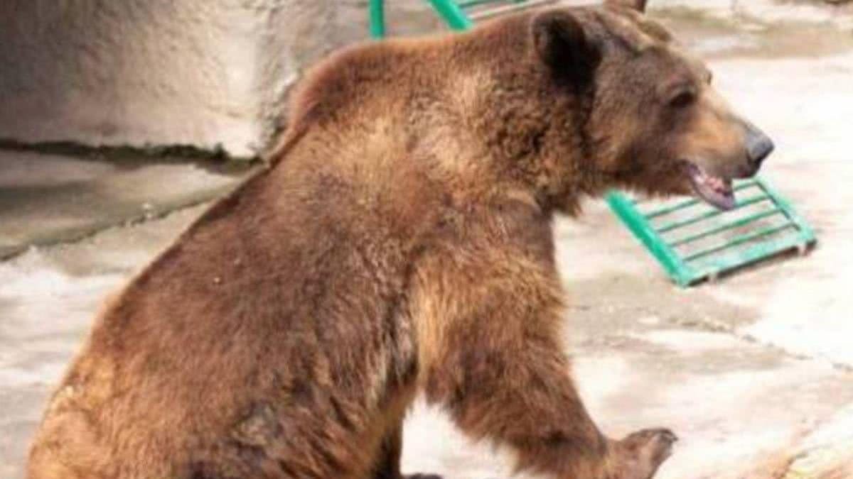 Mãe arremessa criança em jaula de urso - Reprodução/ Instagram