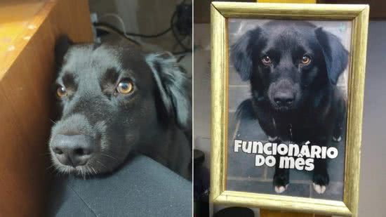 Kelly e Alexandre compartilharam fotos do cachorro nas redes sociais, com esperança de achar o dono de Negão - Reprodução / Razões para acreditar