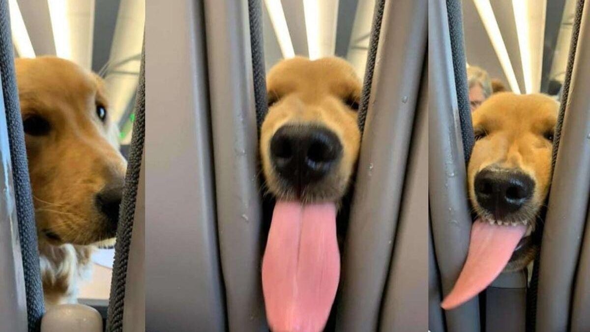 Cachorro dá um show durante um voo - Reprodução