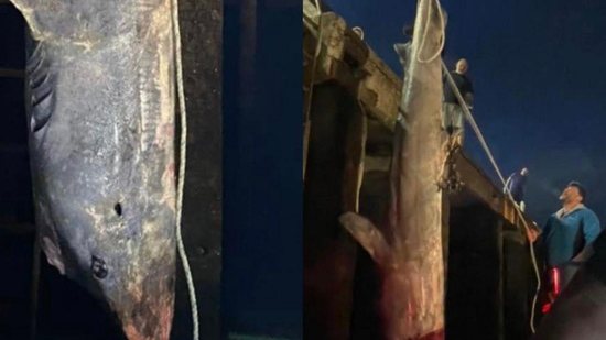 Momento em que o tubarão-da-Groenlândia foi capturado - Reprodução / Facebook Marine Strandings Network