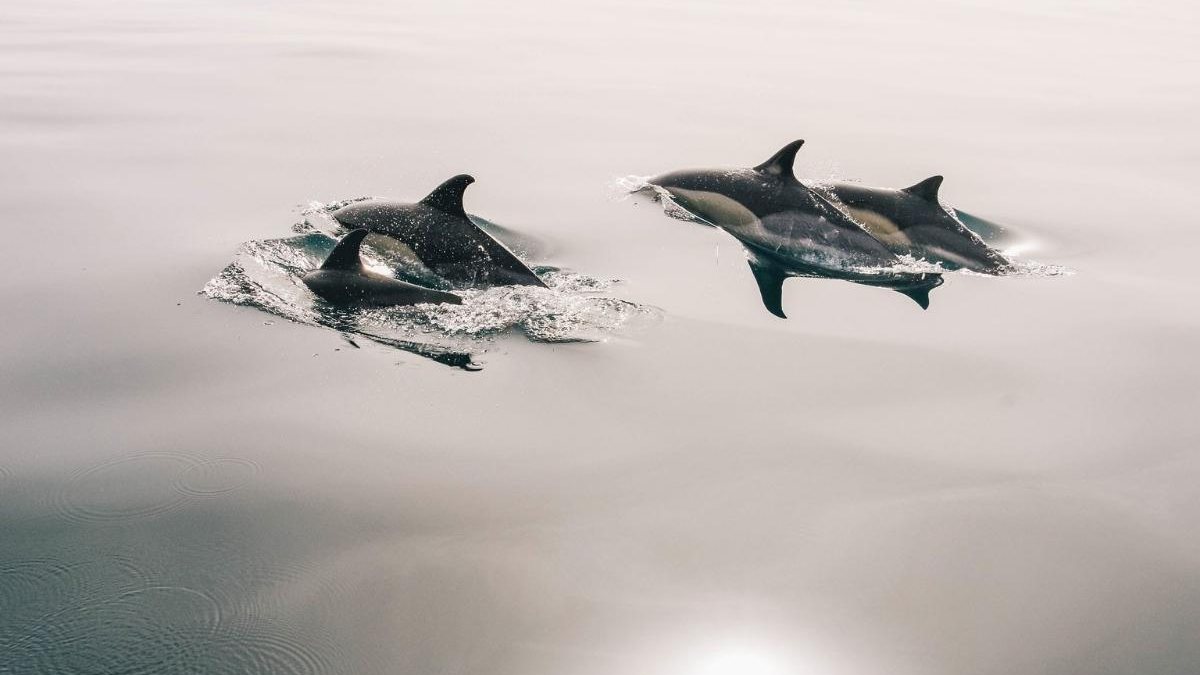 Os golfinhos ajudaram no resgate do homem - Pixabay