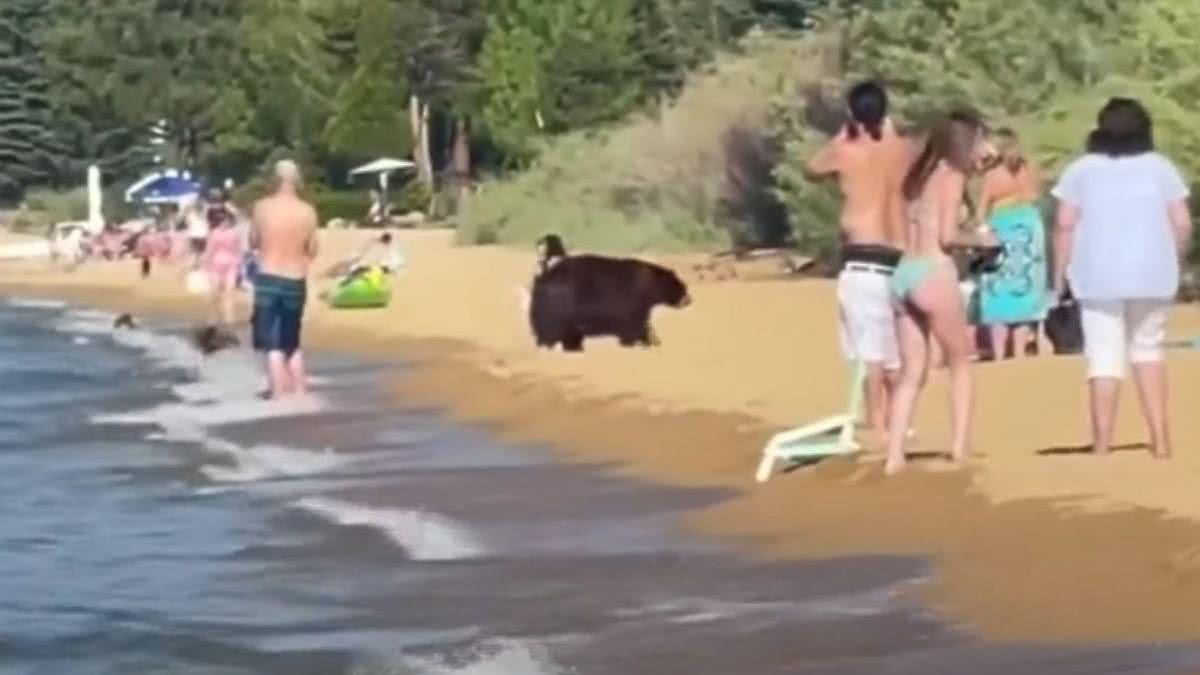 Família de ursos aproveita dia ensolarado em lago nos EUA sem se importar com a presença de humanos - reprodução CNN / Facebook