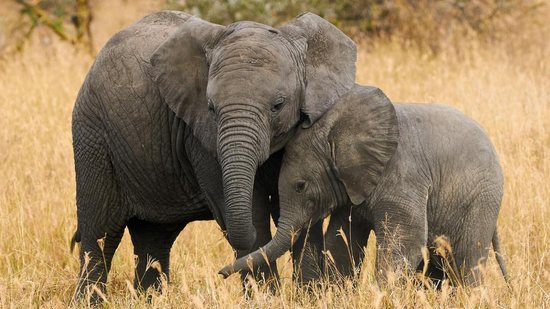 Elefante sente muito orgulho de seu filhote recém-nascido - Getty Images