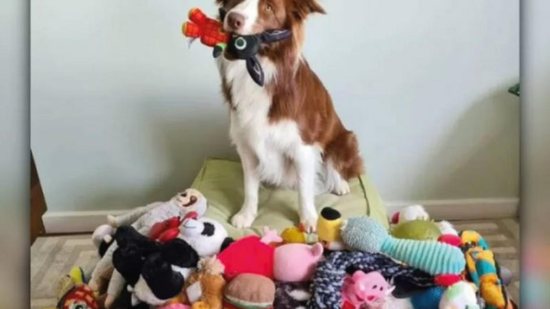 Gaia é uma cadela superdotada e foi destaque em um estudo sobre memória - Reprodução / Instagram