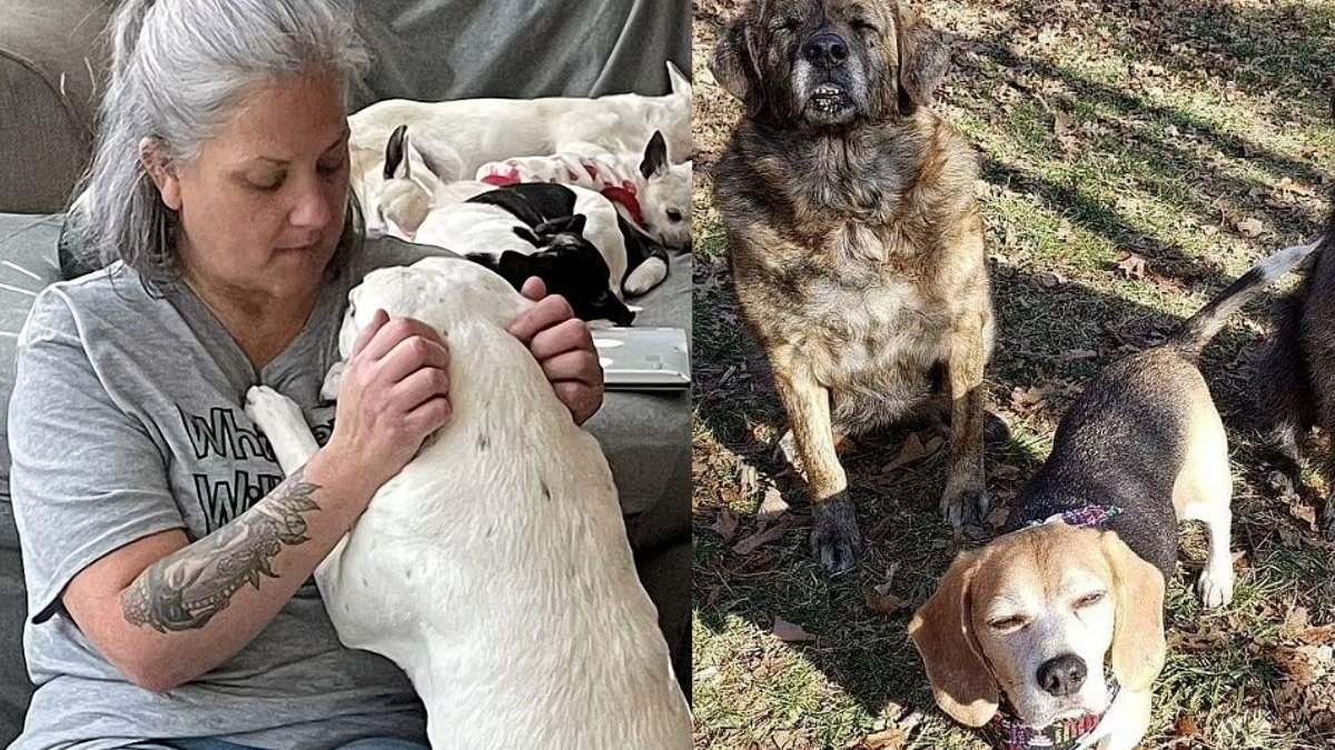 Valerie percebeu que diversos cães idosos não eram aceitos em abrigos por conta da idade, e por isso, decidiu abrir o próprio espaço para recebê-los - Reprodução/Daily Mail