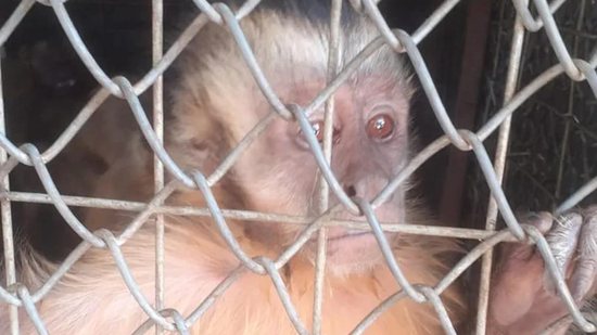 Macaco que ‘amolava faca’ e ‘lavava roupa’ é solto na natureza após três meses de reabilitação no Piauí - Reprodução/Secretaria de Meio Ambiente de Aroazes – PI