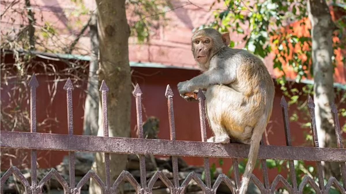 Os ataques de macaco na Índia são bastante comuns - Reprodução/Daily Mail