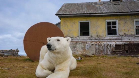 Ursos polares invadem estação meteorológica na Rússia - Reprodução / Cortesia / Dmitry Kokh
