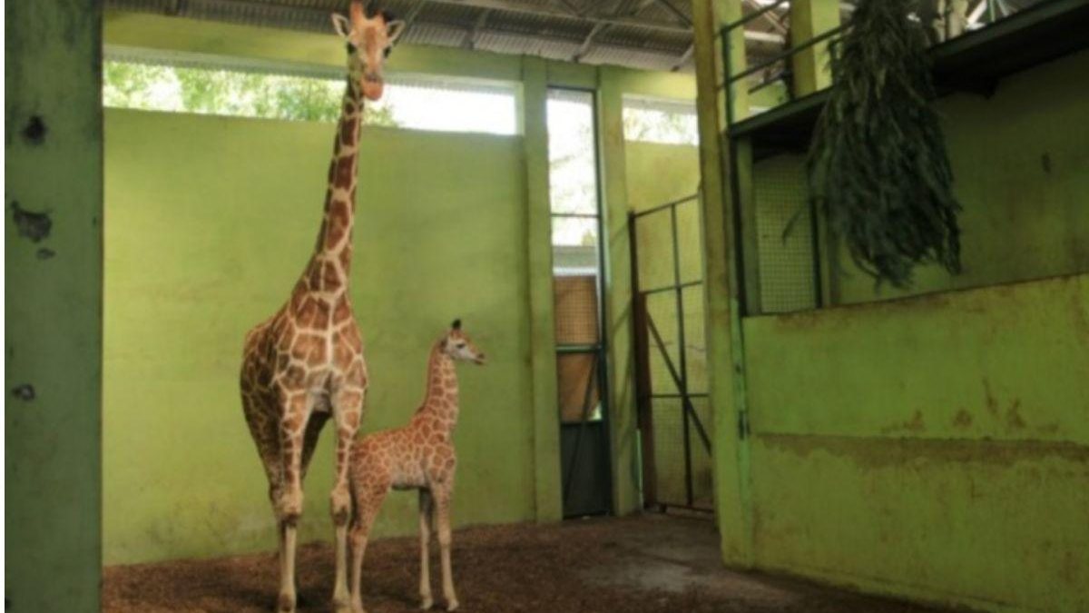 Bebê girafa é batizada de “Corona” (Foto: Reprodução/ Bali Safari Park) 