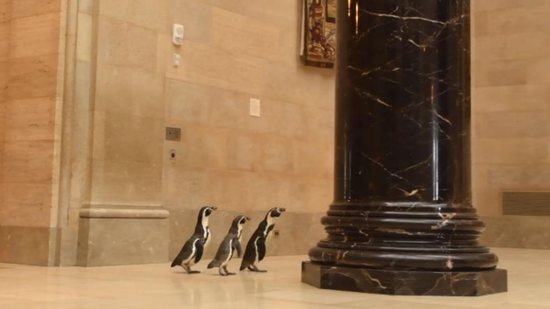 Pinguins visitam museu nos Estados Unidos (Foto: reprodução Facebook / 