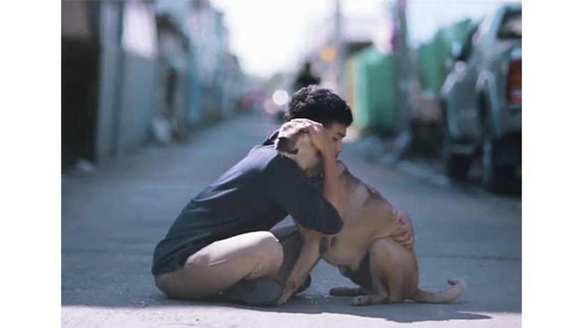 Imagem Que amor! Menino distribui abraços em cachorros de rua