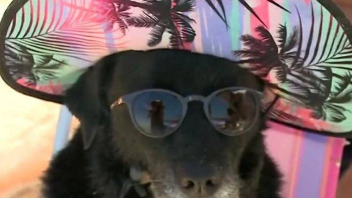 Cachorro com chapéu e óculos escuros vira o primeiro meme de 2022 - Reprodução / Twitter / @wondervillain