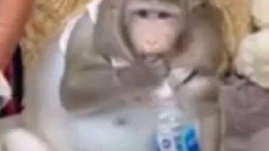 Macaco come junkle food - Reeprodução/ Youtube