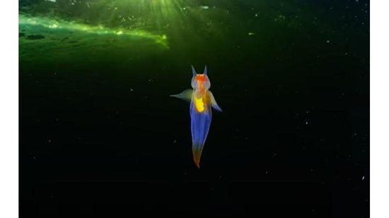 Fotos de “anjo-do-mar” são tão incríveis que você precisa ver mais de uma para acreditar (Foto: reprodução / YouTube /