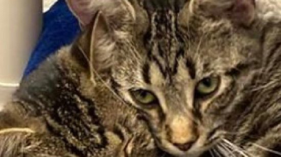 Foto de gato com duas cabeças viraliza nas redes sociais e tem objetivo lindo - reprodução/Facebook/Jackson County Animal Shelter