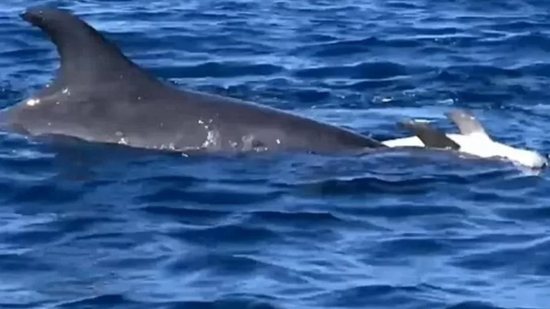 Mãe golfinho carrega o seu filhote morto nas costas, no meio do mar Mediterrâneo - Reprodução/YouTube