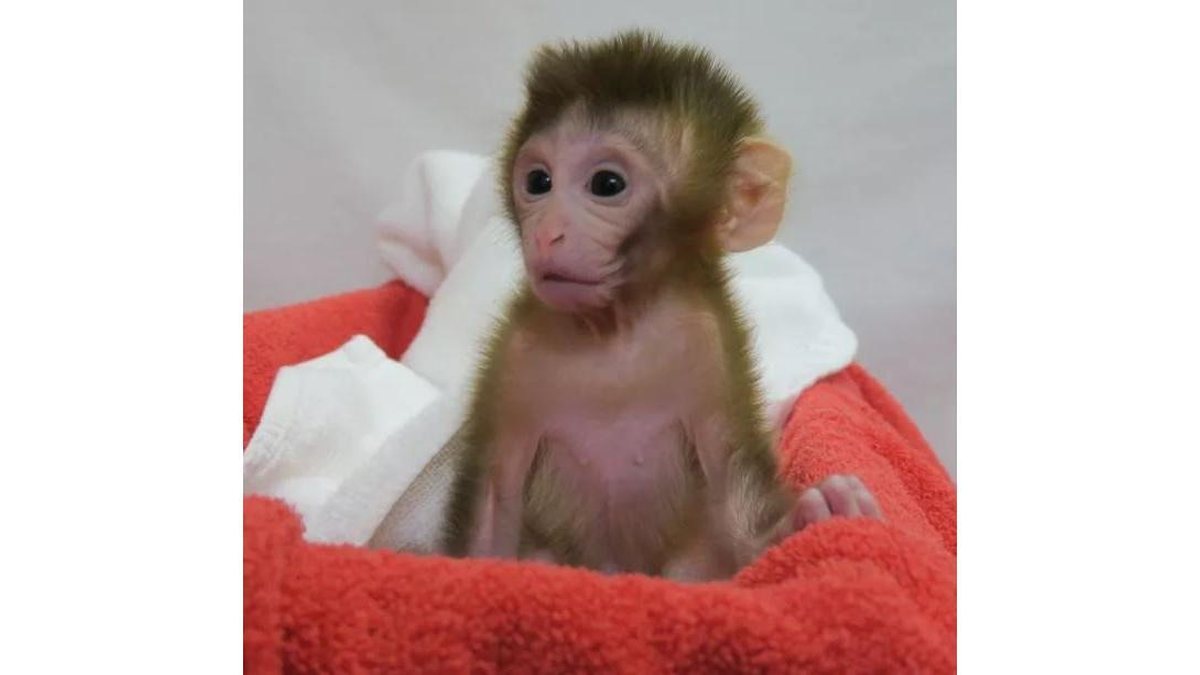 Grady nasceu em 2018 - Reprodução / Oregon National Primate Research Center of the Oregon Heath and Science University