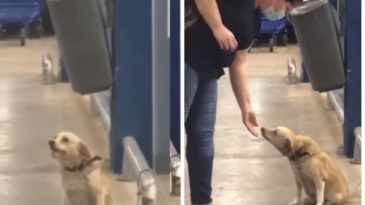 O cachorro simpático acena para as pessoas no mercado - Reprodução / Youtube