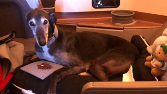 Cachorro viaja de classe executiva no avião - Reprodução / Facebook / Greyt Greys Rescue