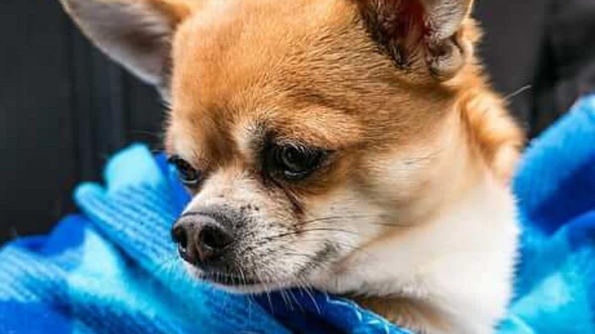 Cachorro reencontra família após 6 anos desaparecido - Reprodução / Your Humane Society SPCA
