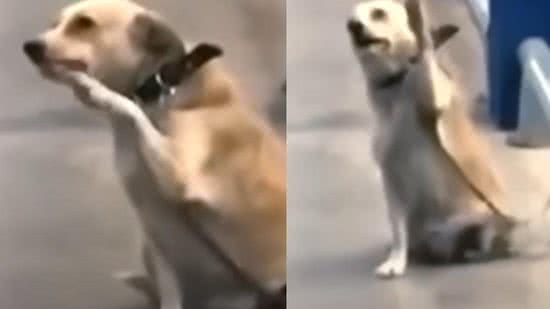 Uma cadela chamou atenção após um vídeo em que aparece cumprimentando as pessoas em supermercado - reprodução/YouTube